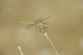 Closeup on a colorful female Red-veined darter, Sympetrum fonscolombii, on a plant against lightbrown blurred background