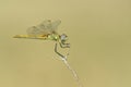 Closeup on a colorful female Red-veined darter, Sympetrum fonscolombii, on a plant against lightbrown blurred background