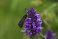 Closeup on a colorful Five spot burnet moth, Zygaena trifolii on a purple flower