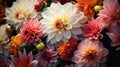 Closeup Colorful flowers in garden, Blooming flower field