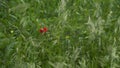 Closeup of colorful flowers in a meadow grass Royalty Free Stock Photo