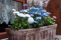 Colorful flowers in pot at spring In front of a windo