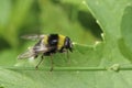 Closeup on a colorful fluffy bumlebee-mimic hoverfly, Sericomyia bombiformis sitting on a green leaf Royalty Free Stock Photo