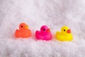 Closeup of colorful funny rubber ducks in the snow Royalty Free Stock Photo