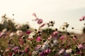 Closeup of colorful garden cosmos flowers growing in a filed