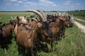 Closeup of colorful german noble goats in the pasture outside, walking along rural path on sunny day