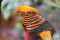 Closeup of a colorful golden pheasant Royalty Free Stock Photo