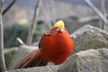 Closeup of a colorful golden pheasant sitting on a stone in a park in Kassel, Germany Royalty Free Stock Photo