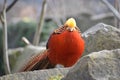 Closeup of a colorful golden pheasant sitting on a stone in a park in Kassel, Germany Royalty Free Stock Photo