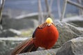 Closeup of a colorful golden pheasant sitting on a stone in a park in Kassel, Germany Royalty Free Stock Photo