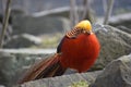 Closeup of a colorful golden pheasant sitting on a stone in a park in Kassel, Germany Royalty Free Stock Photo