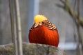 Closeup of a colorful golden pheasant sitting on a stone in a park in Kassel, Germany Royalty Free Stock Photo