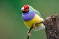 Closeup of a colorful Gouldian finch (Chloebia gouldiae) standing on the narrow branch Royalty Free Stock Photo