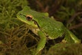 Closeup on a green North-American Pacific treefrog ,Pseudacris regilla sitting on moss Royalty Free Stock Photo