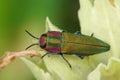 Closeup on a colorful green and red metallic jewel beetle, Anthaxia hungarica sitting on a leaf