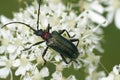 Closeup on the colorful green red metallic longhorn beetle, Gaurotes virginea sitting on white Heracleum flower Royalty Free Stock Photo