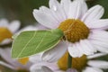 Closeup on the colorful green Scarce Silver-lines owelt moth, Bena bicolorana on a white flower