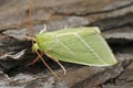 Closeup of the colorful green silver lines moth, Pseudoips prasinana on a piece of wood