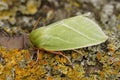 Closeup on the colorful green silver-lines moth, Pseudoips prasinana sitting on a lichen covered wood