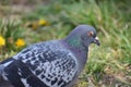 Closeup of a colorful grey dove