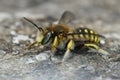 Closeup on a colorful, hairy, European Woolcarder Bee, Anthidium manicatum sitting with it`s wings open on a stone