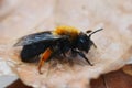 Closeup on a colorful, hairy, female Clarke's mining bee, Andrena clarkella on a dried leaf Royalty Free Stock Photo