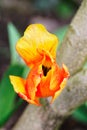 Closeup of colorful half closed tulip petal