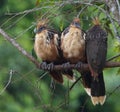 Closeup of colorful Hoatzin Opisthocomus hoazin birds sitting together on branch, Bolivia