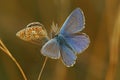 Closeup on 2 colorful Icarus blue butterflies ,Polyommatus icarus