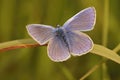 Closeup on the colorful Icarus blue butterfly , Polyommatus icarus