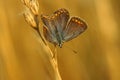 Closeup on a colorful Icarus blue butterfly, Polyommatus icarus in the vegetation with closed wings