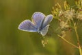 Closeup on a colorful Icarus blue, Polyommatus icarus, with sunbathing open wings