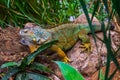 Closeup of a colorful iguana in different colors sitting on a rock, popular tropical reptile pet from America Royalty Free Stock Photo