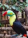 Closeup of a colorful keel billed toucan in papiliorama Royalty Free Stock Photo