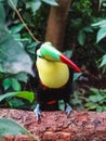 Closeup of a colorful keel billed toucan in papiliorama Royalty Free Stock Photo