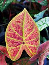 Closeup colorful leaf Caladium plant Hybrid new wave ,gold rare ,elephant ear ,heart of Jesus ,angle wings ,Araceae ,tropical