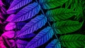 Closeup of colorful leaves abstract background Royalty Free Stock Photo