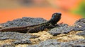 Closeup of colorful lizard on stone with blurry background in Spain Royalty Free Stock Photo
