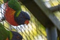 Closeup of a colorful lorikeet bird in a cage outdoors during daylight Royalty Free Stock Photo