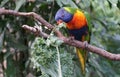 Closeup of a colorful lorikeet eating kale on the branch