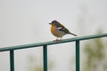 Closeup of colorful Madeiran chaffinch, bird endemic to Madeira