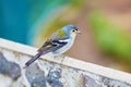Closeup of colorful Madeiran chaffinch, bird endemic to Madeira