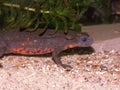 Closeup on a colorful male Japanese fire-bellied newt, Cynops pyrrhogaster Royalty Free Stock Photo