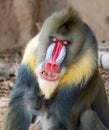 Closeup of a Colorful Mandrill