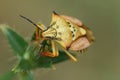 Closeup on a colorful mediterranean Carpocoris mediterraneus atlanticus shieldbug, against a green background