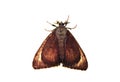 Closeup of a colorful moth Royalty Free Stock Photo