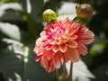 Closeup of a colorful multicolored orange double blooming Dahlia flower with flower-buds Royalty Free Stock Photo