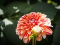 Closeup of a colorful multicolored orange double blooming Dahlia flower with flower-buds Royalty Free Stock Photo