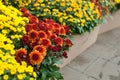 colorful mums alignment in green house