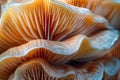 Closeup of colorful mushroom lamellae, magic mushroom, macro view.